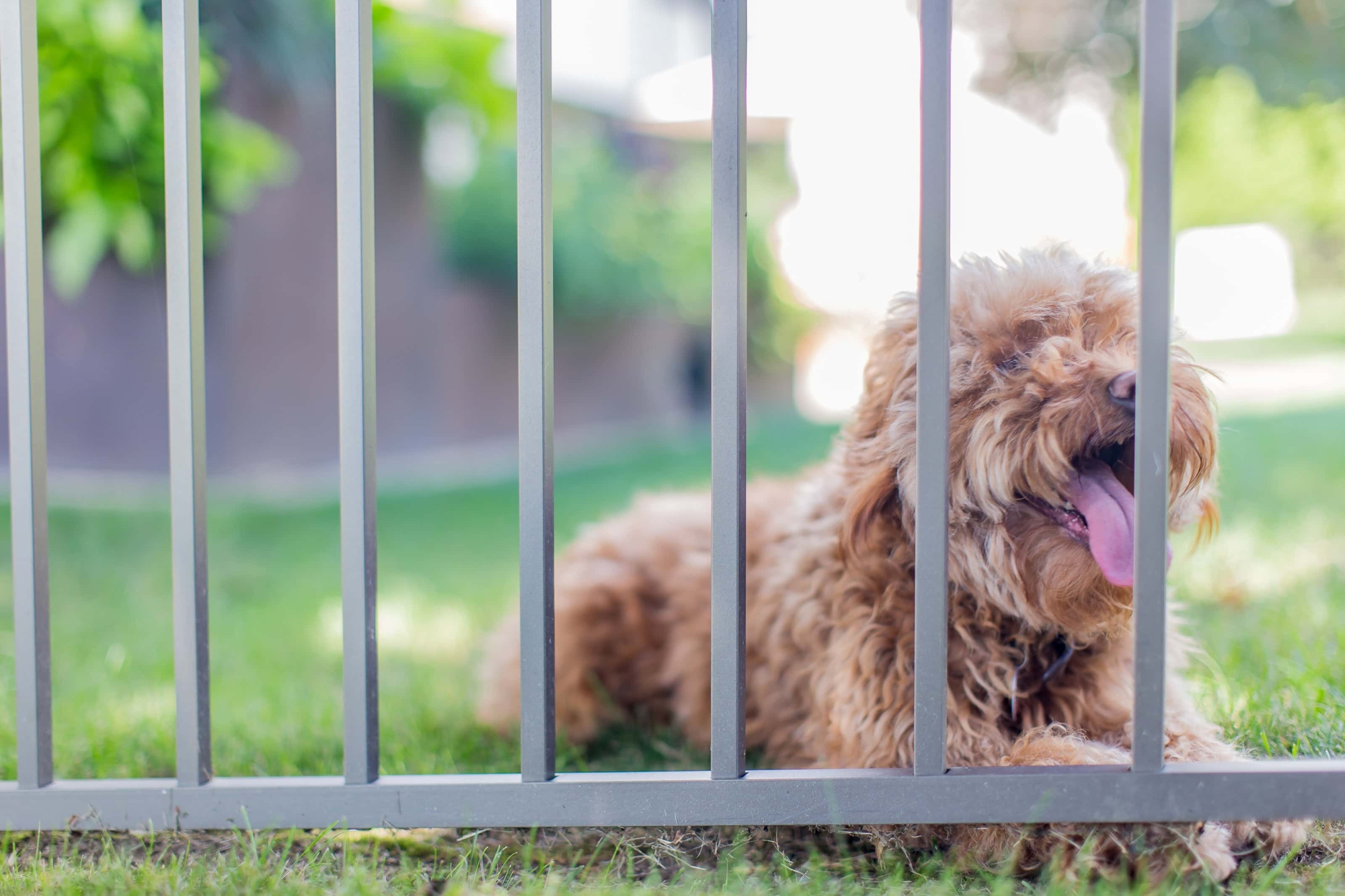 black aluminum pet fence