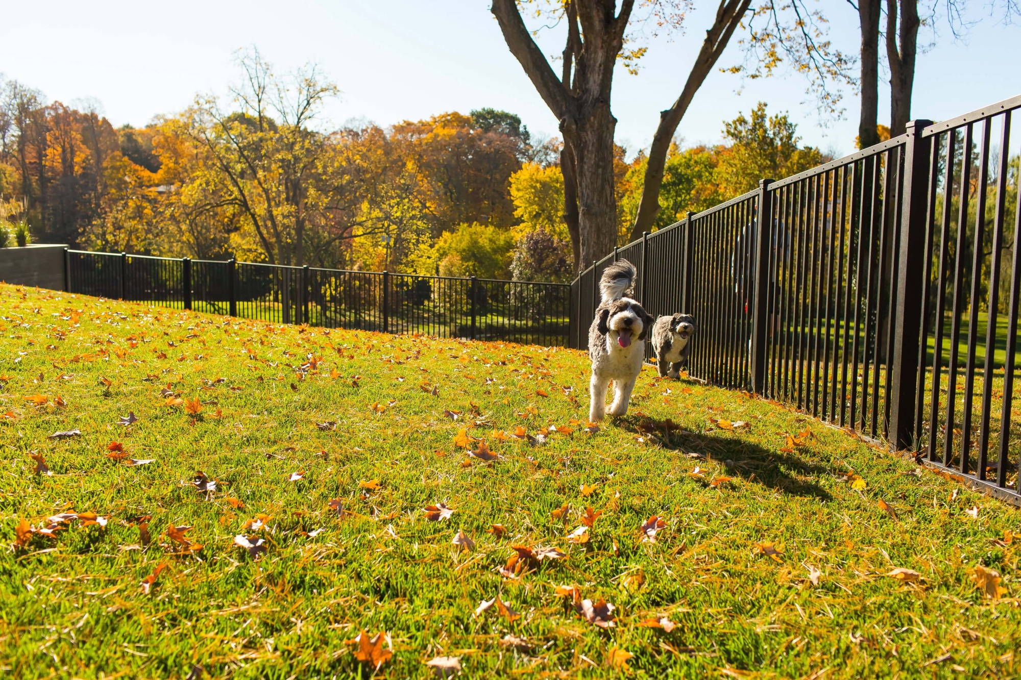 dogs inside fenced-in yard