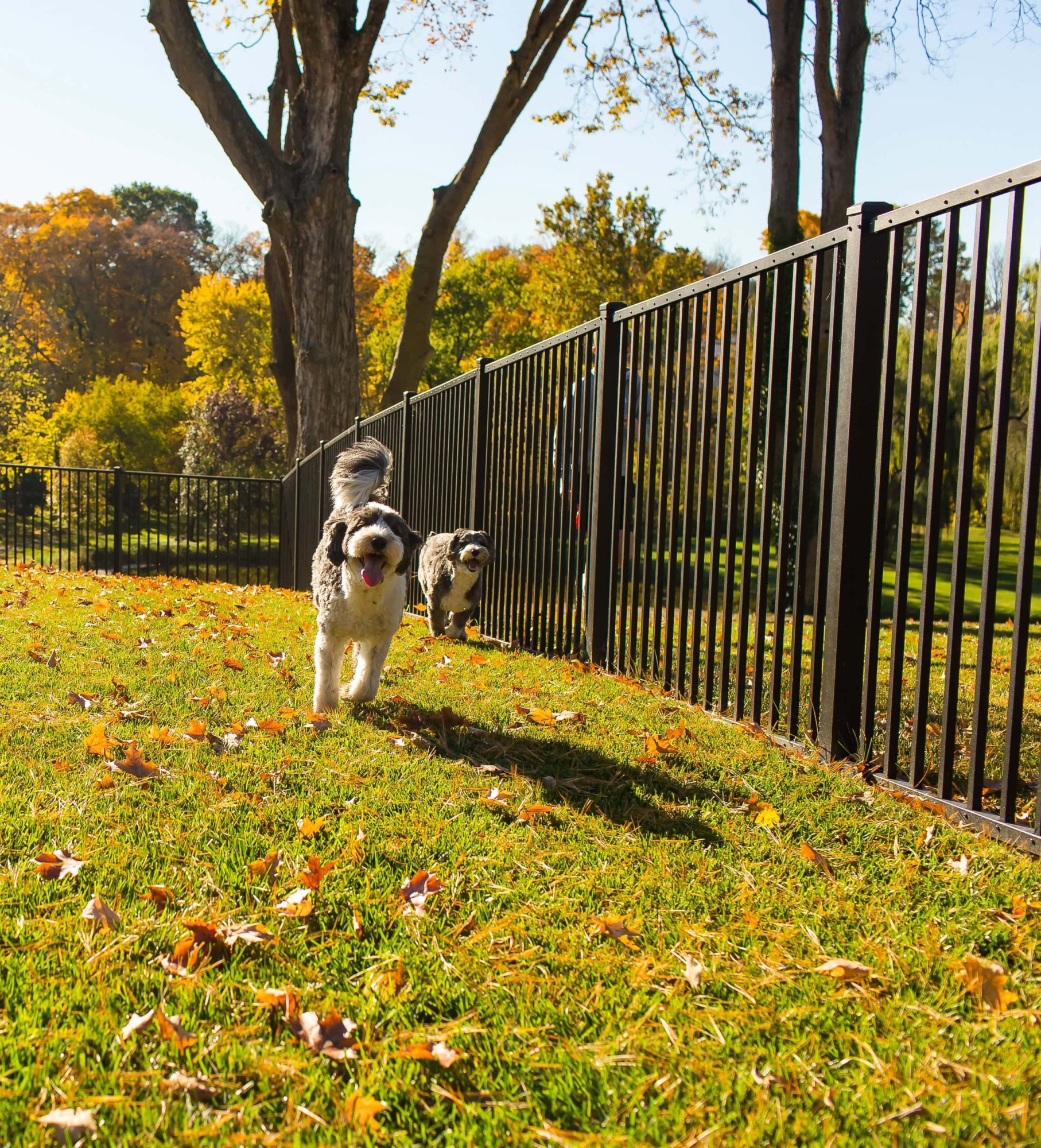 black steel pet fence