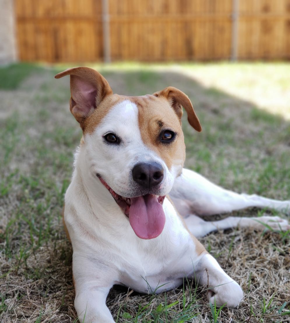 Dog resting in the shade in a fenced-in backyard