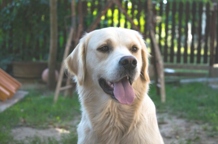 Portrait of a happy dog in a fenced-in yard