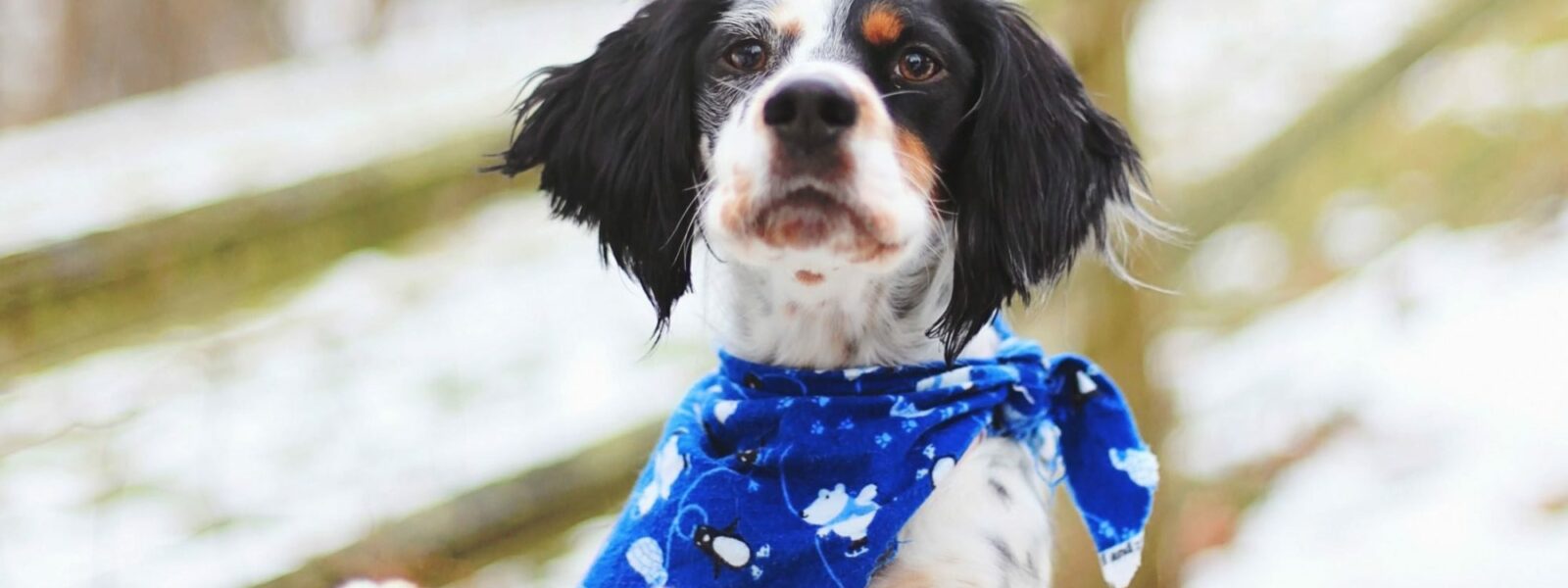 Small dog standing up with paws resting on fence while looking at the camera