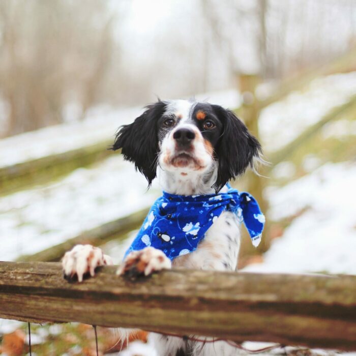 Small dog standing up with paws resting on fence while looking at the camera