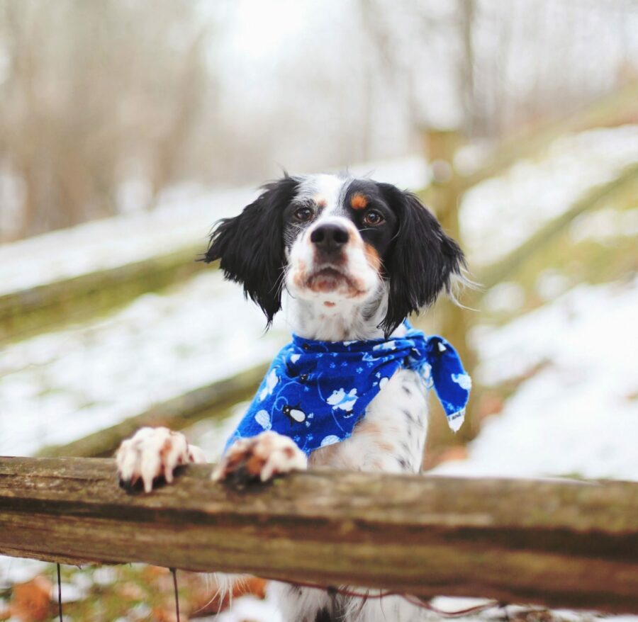 is invisible fence safe for small dogs