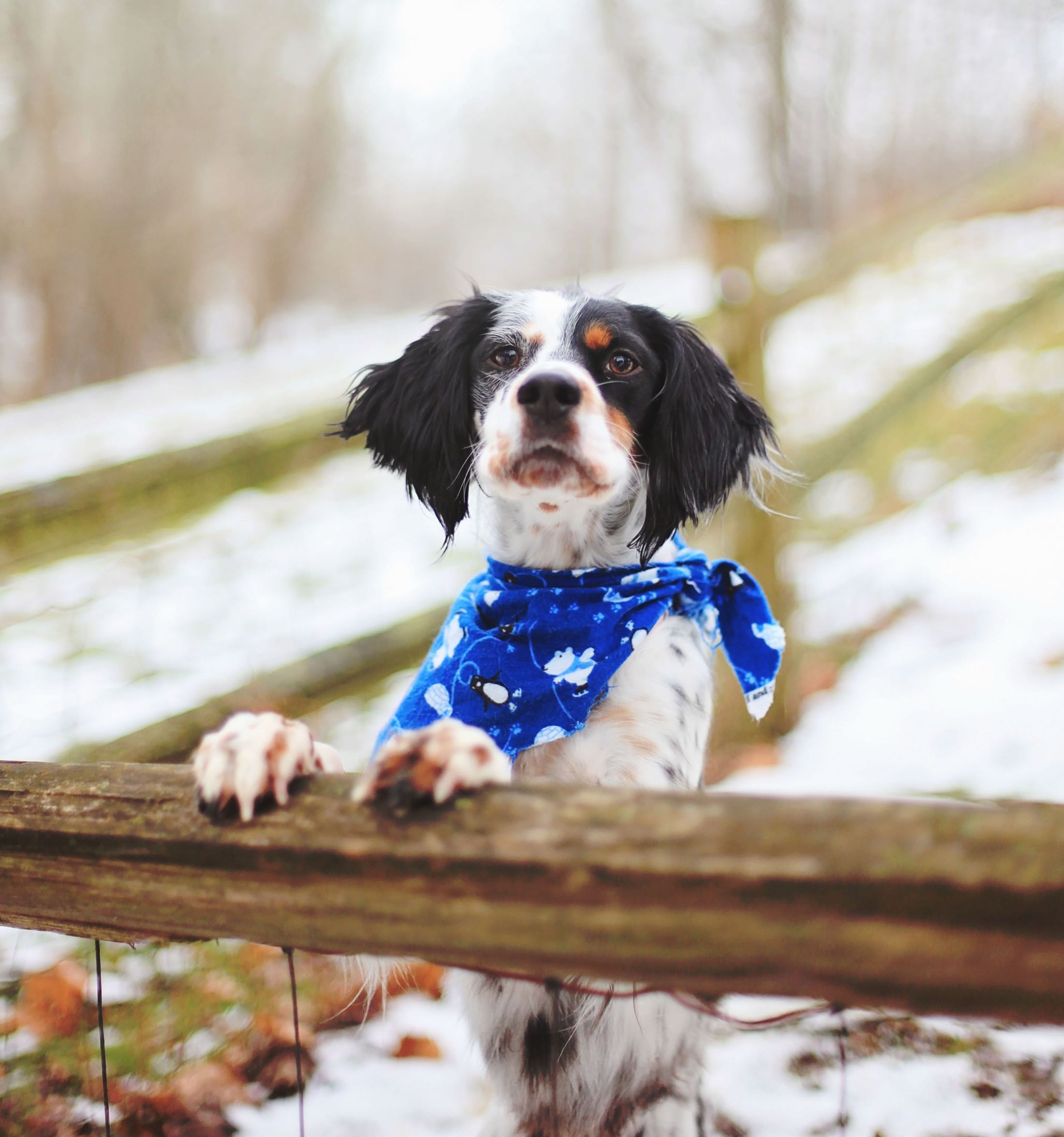 Small dog standing up with paws resting on fence while looking at the camera